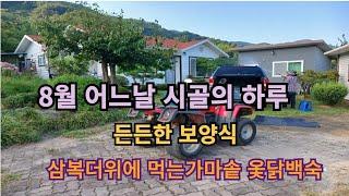 시골살이 만만치  않아요~~ One day in the countryside in August#시골살이#시골살이로망#시골살이일상