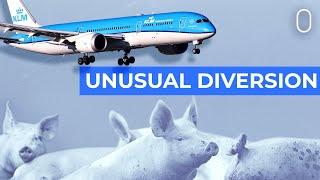 Pig Stench Causes KLM Boeing 787-9 To Divert To Bermuda