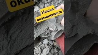 Нашел окаменелости в глине #камнемания #fossilhunting #fossils #золото #серебро #минералы