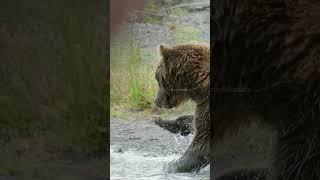 Big Brown finding Salmon in river #Nature #Wildlife #Bear #Salmon #River HA07350