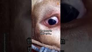 Why are we vegan? 