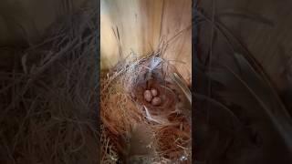 In The Nest 06/18/2025 AM1 @nativebirdboxesinc.6354  #birds #nest #nature #golf #golfcourse #swfl