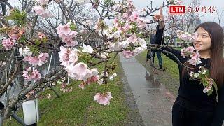 宜蘭平地賞櫻祕境羅莊櫻花步道墨染櫻盛開 白中帶粉超浪漫（羅東鎮公所提供）