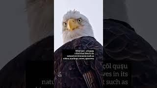 Vocabulary related to birds