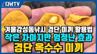 경단 미끼의 상식을 깨는 새로운 방법 ! 경단 옥수수 미끼, 겨울감성돔낚시 경단 미끼 활용법 [디낚TV 낚시공부방]