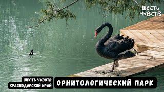 Природный орнитологический парк в Адлере / Шесть чувств. Краснодарский край. Слух