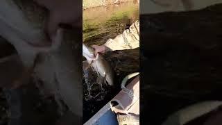 Первая летняя рыбалка на трофейную щуку жизнь в тайге