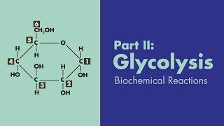 Glycolysis - Biochemical Reactions - MEDZCOOL