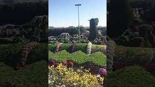 Dubai Miracle garden