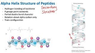 Peptide Alpha Helix Structure | Biochemistry