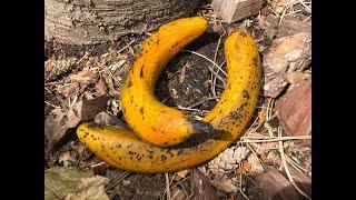 Woodturning.  A banana!