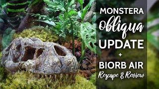 Monstera obliqua update + BiOrb Air Rescape!