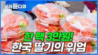 한국에선 흔한 딸기가 미국에선 한 알 4,000원! 비싸도 잘만 팔린다.. 전세계에서 수입하는 K-딸기의 위엄│극한직업│#골라듄다큐