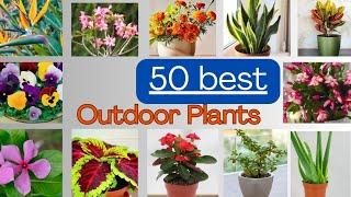 50 Best Outdoor Plants for Home | Plants For Your Home Garden, Entrance,Balcony