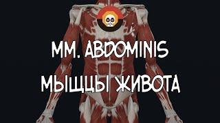 Мышцы живота (mm. abdominis) 3D Анатомия