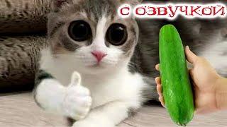 Funny Animal Videos 2023 - Funniest Dogs and Cats Videos #114