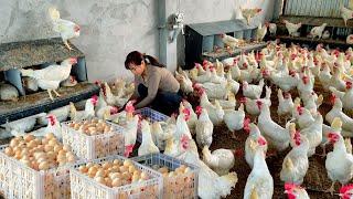 How to raise laying hens effectively and harvest tens of thousands of eggs every day