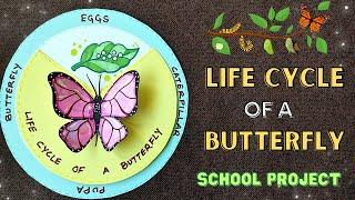  Life Cycle of a Butterfly Model  School Science Project /Assignment/ Craft Ideas #schoolcrafts