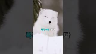 북극 여우의 사냥법