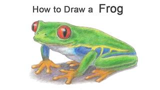 How to Draw a Frog (Red-Eyed Tree Frog)