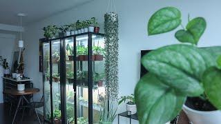 Houseplant Tour - indoor plants in my living room  | June 2021