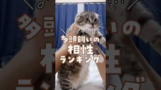 多頭飼いの相性を調べていたら衝撃の事実が判明！？あなたのうちの猫ちゃんはどうですか？ #猫 #猫のいる暮らし #ねこぞーの動画一覧