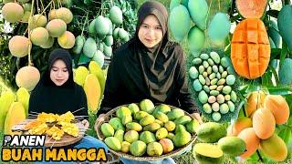 Panen buah mangga dikebun | Bikin es kulkul mangga