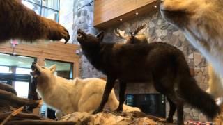 Taxidermy wolves vs bear display at Field & Stream store