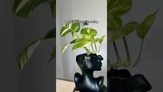 First pothos propagation  #houseplant #propagation #pothosplant #pothospropagation #plants