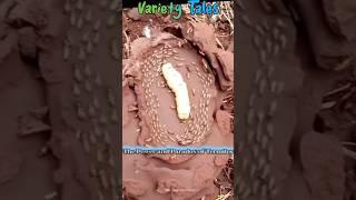 The Power and Paradox of Termites