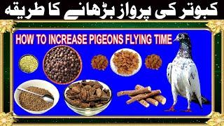 How To Increase Pigeons Flying Time Nuskha Parwaz