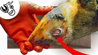 FIXING a WALL ULCER on a COW's HOOF!