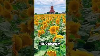 This is what makes sunflowers stand out from the other #expotv