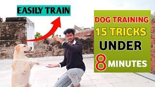 15 Dog training tricks under 8 minutes!| Labrador Training video