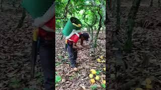 #shorts #agritools #farming2024 #agriculture  #JIKreactionagritools in farming 2024