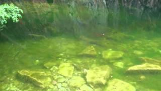 Fishies in Rydal Cave - Loughrigg, Rydal, Lake District National Park