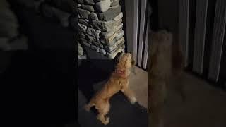 저녘 운동중~~~#Cocker Spaniel #보리아빠 #陶芸家と愛犬
