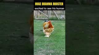 HUGE BRAHMA ROOSTER very excited and running towards his human #BRAHMA #ROOSTERS