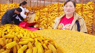 Xia Jie spent 960 to buy a striper to thresh and prepare grain for 8000kg of corn! This chicken wil