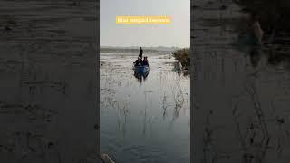 #Bihar Kawar Jheel Begusarai