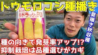 トウモロコシ種まきのコツ　夏まき編！抑制栽培ってなに？