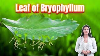 The Miracle Leaf: Bryophyllum - Vegetative Reproduction Explained!