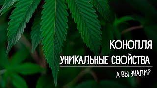 Конопля. Вы будете удивлены!