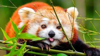 Red Panda Facts: the ORIGINAL PANDA | Animal Fact Files