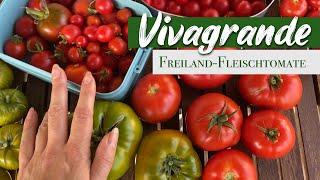 Freiland-Fleischtomate 'Vivagrande' - Super ertragreiche Freilandtomate zum Einkochen!