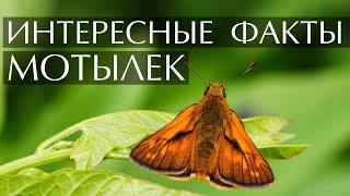 Мотылек - интересные факты