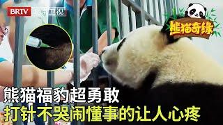 熊猫福豹超勇敢，打针也不怕，超勇敢超懂事，奶妈心疼哭了 【熊猫奇缘】#大熊猫#panda cute