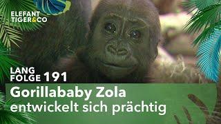 Gorillababy des Zoo Leipzig macht große Fortschritte (Langfolge 191) | Elefant, Tiger & Co. | ARD