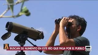 Colonia de aviones en Puente del Arzobispo - Ancha es CLM