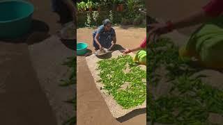 കൊണ്ടാട്ടം - ഇത്തിരി മുളക് കിട്ടീതാ